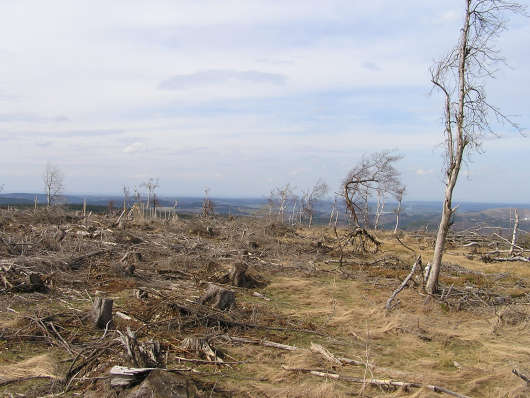 In Richtung Brilon steht fast kein Baum mehr.